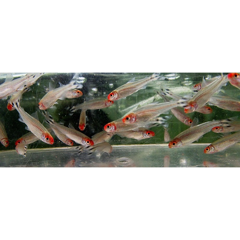 8 tank raised rummy nose tetras