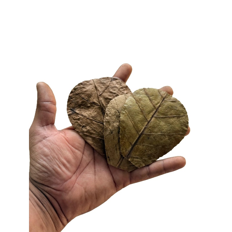 100Pcs Catappa Indian Almond Leaves 6-9cm Betta Shrimp Nano Aquarium Blackwater