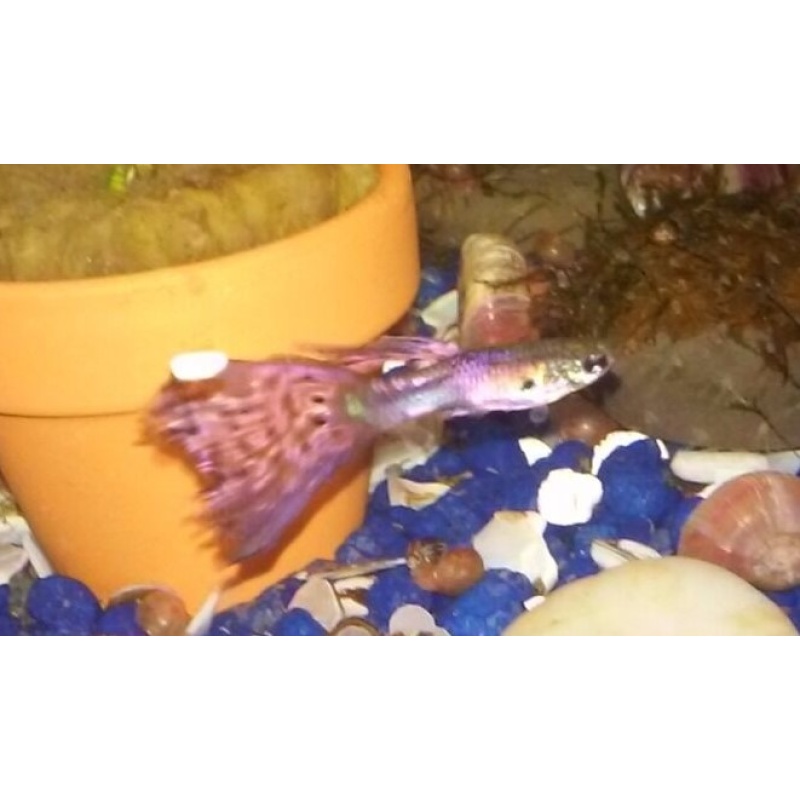Pink Magenta Guppies 10 Fry FREE Shipping