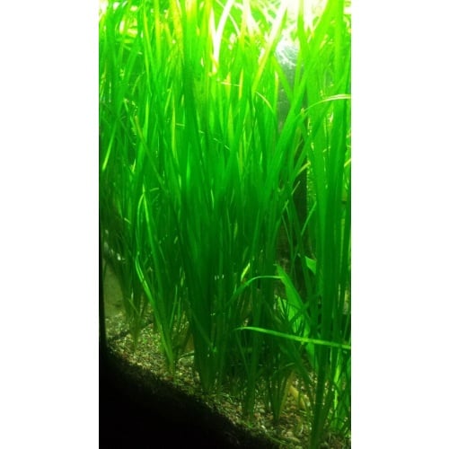 Vallisneria Italian Tiger - Dozen (12) plants - FREE SHIPPING