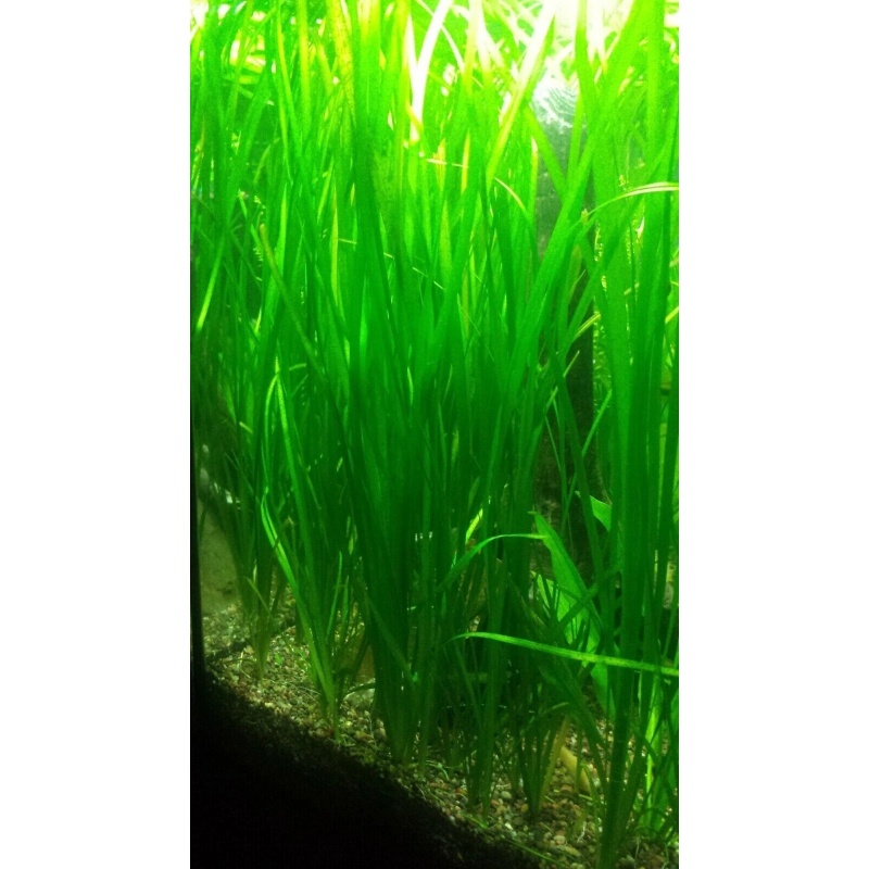 Vallisneria Italian Tiger - Dozen (12) plants - FREE SHIPPING