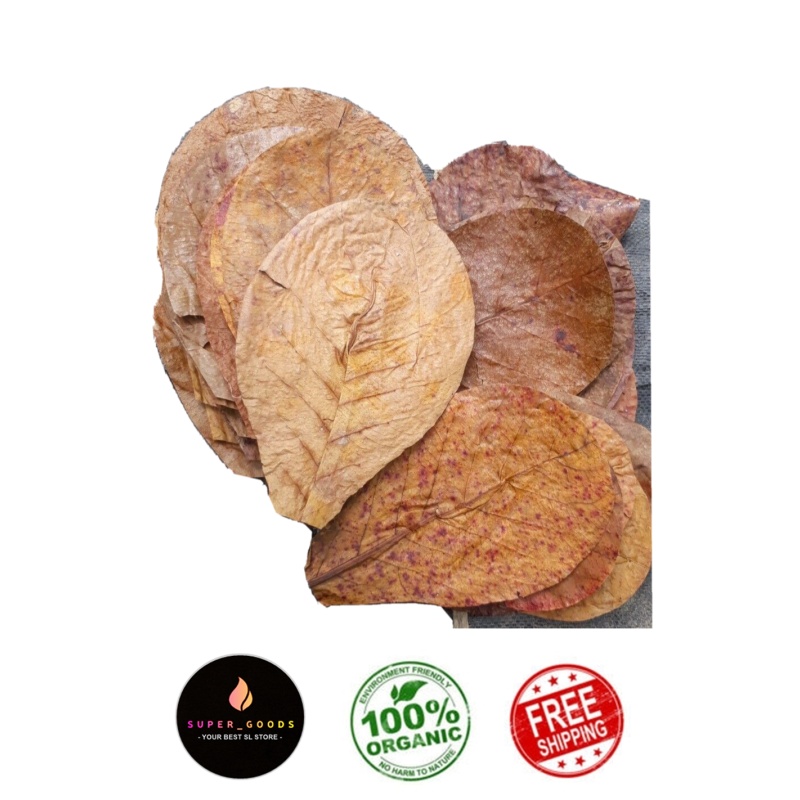 100Pcs almond catappa indian ketapang leaves 5'' FREE SHIPPING WITH USPS