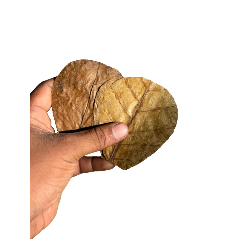 100Pcs Catappa Indian Almond Leaves 6-9cm Betta Shrimp Nano Aquarium Blackwater