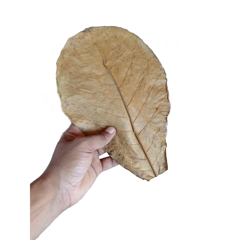 120g LARGE Indian Almond Catappa Ketapang Leaf Leaves Aquarium Betta Fish Shrimp