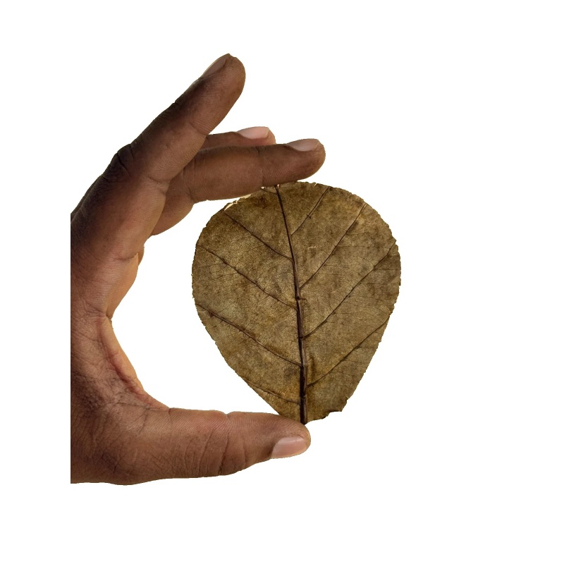 100Pcs Catappa Indian Almond Leaves 6-9cm Betta Shrimp Nano Aquarium Blackwater