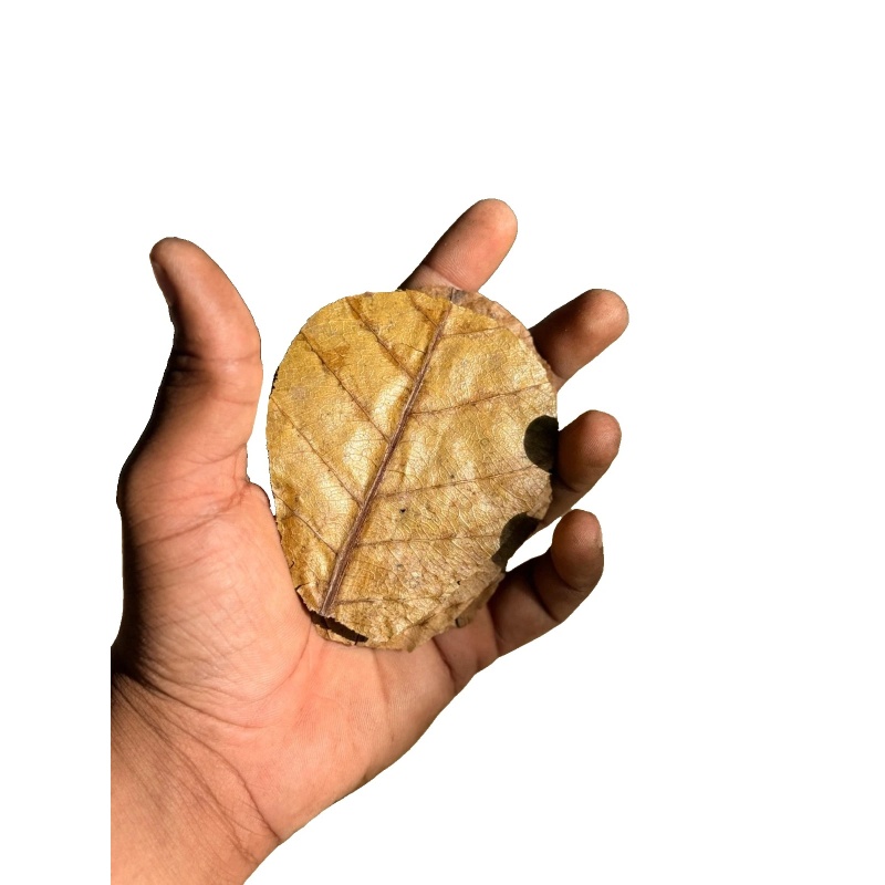 100Pcs Catappa Indian Almond Leaves 6-9cm Betta Shrimp Nano Aquarium Blackwater