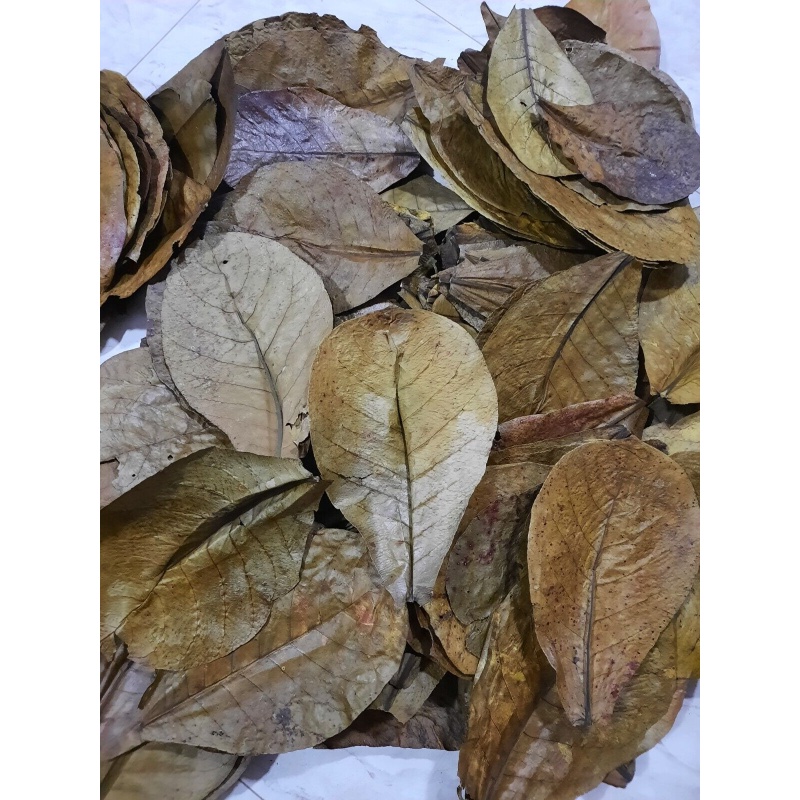 120g LARGE Indian Almond Catappa Ketapang Leaf Leaves Aquarium Betta Fish Shrimp