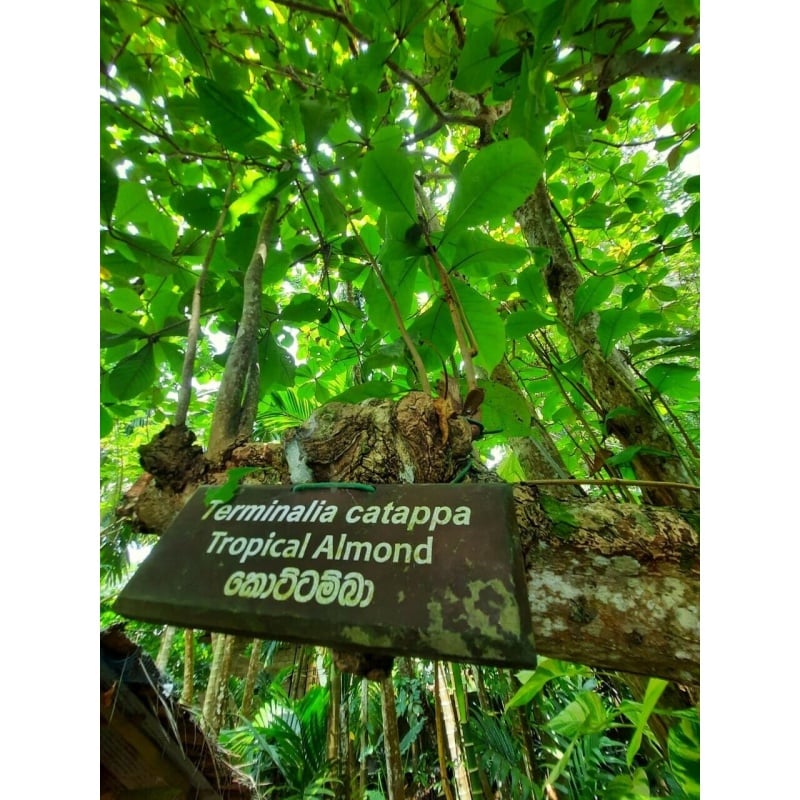 30Pcs almond leaves 5-7''inch catappa indian ketapang leaf A+  Shrimp betta fish aquarium
