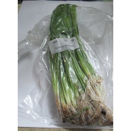 25 subulata sagittaria