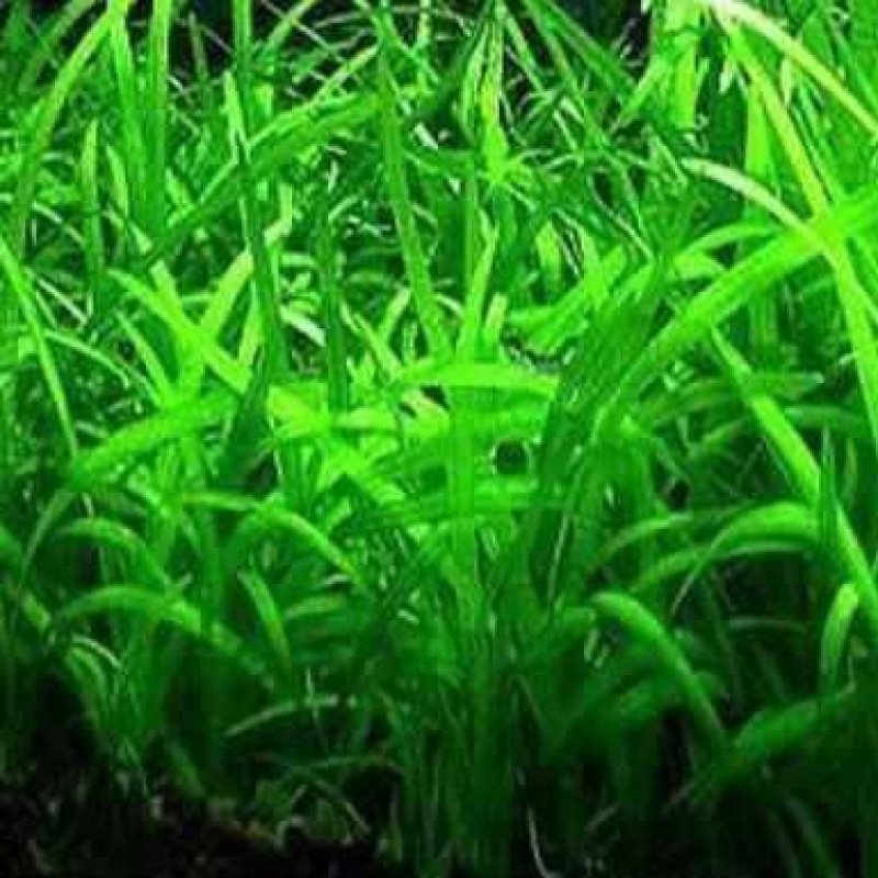 Dwarf Sagittaria aka Dwarf Sag