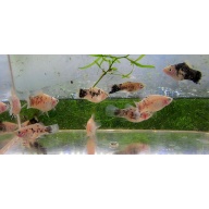 6 salt and pepper platys