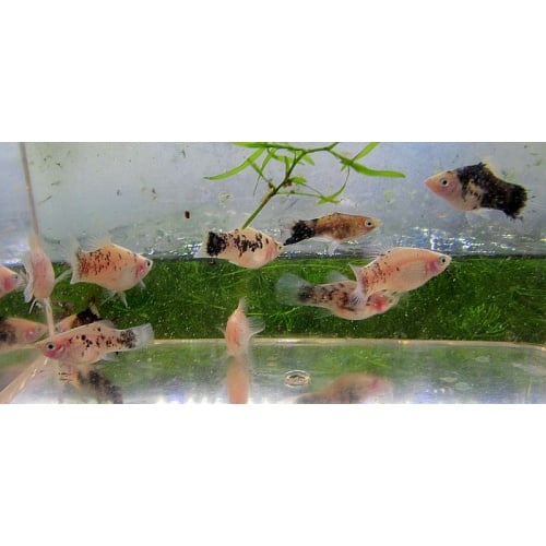 6 salt and pepper platys