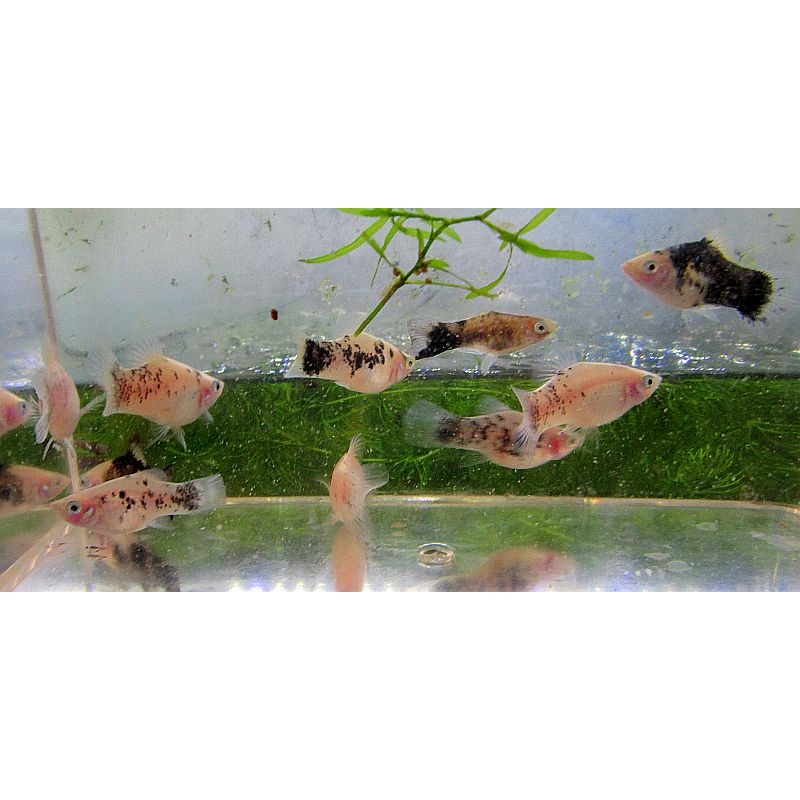 6 salt and pepper platys