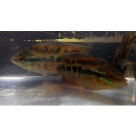 4 salvini cichlids