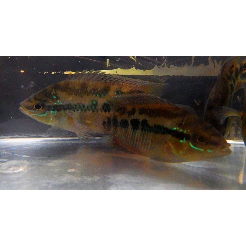 4 salvini cichlids