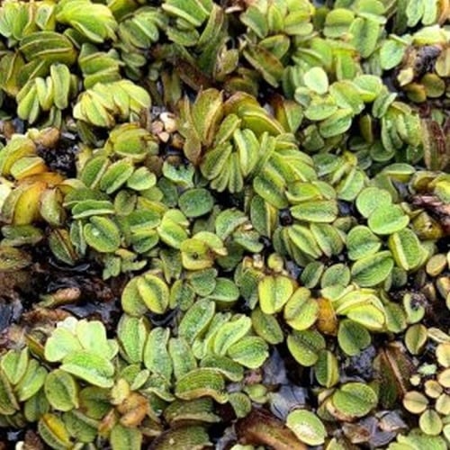 1 lb salvinia