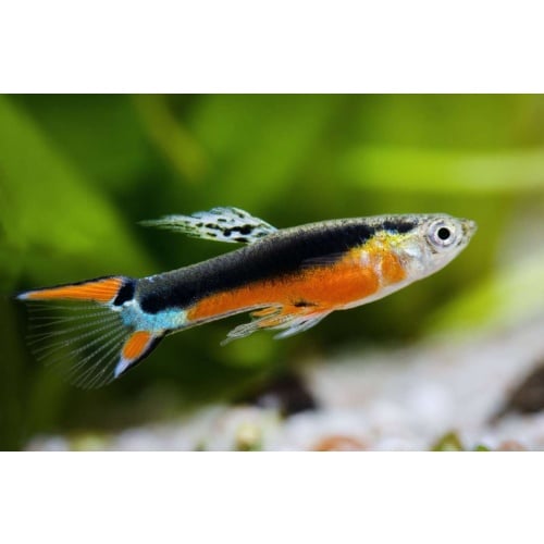 Poecilia wingei Santa Maria
