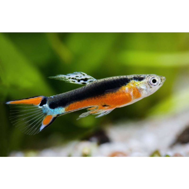 Poecilia wingei Santa Maria