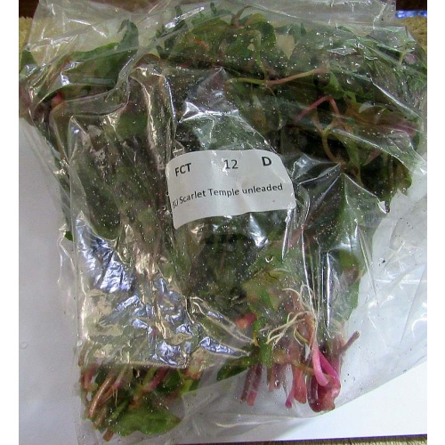 12 bunches, 36 plus stems of scarlet temple