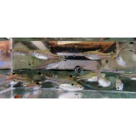 12 scissortail rasboras