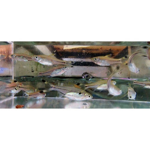 12 scissortail rasboras