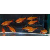 12 serpae tetras