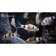 6x Indigo Barb WILD (P. setnai) SM