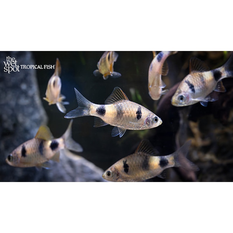 6x Indigo Barb WILD (P. setnai) SM