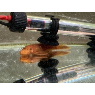 Super Red Bushynose Pleco Pair, live fish