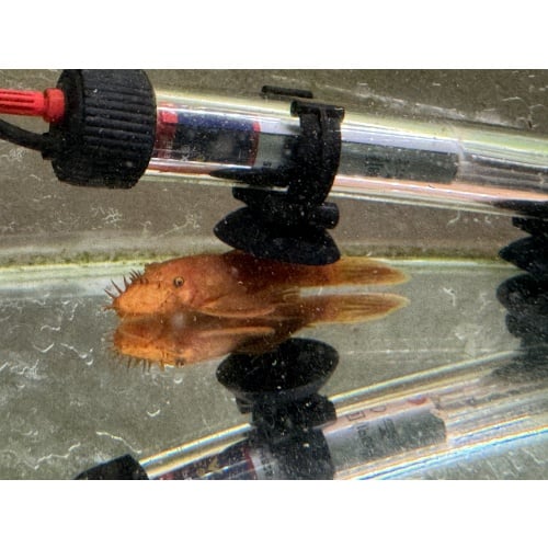 Super Red Bushynose Pleco Pair, live fish