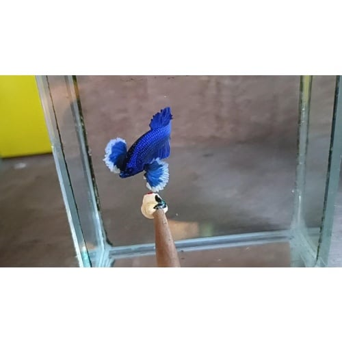 Blue Dumbo male 1 ( Blue Ear )