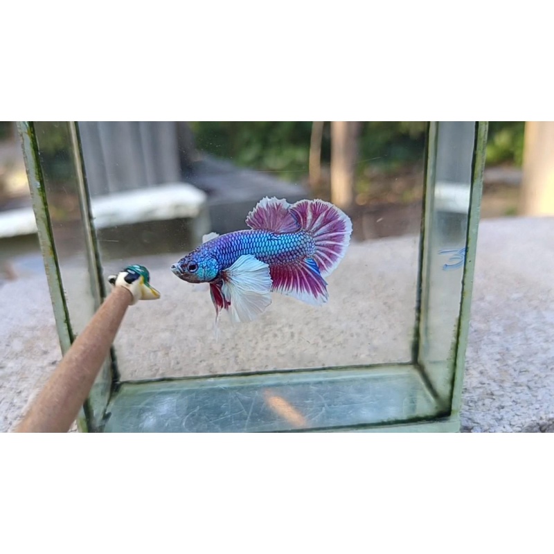 Green Purple Dumbo