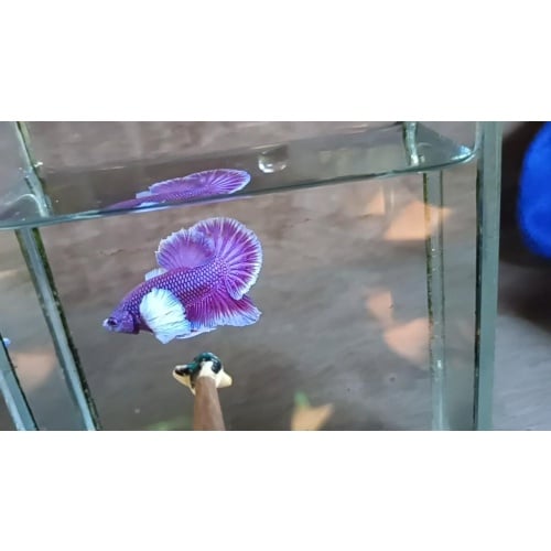 Purple Dumbo Male
