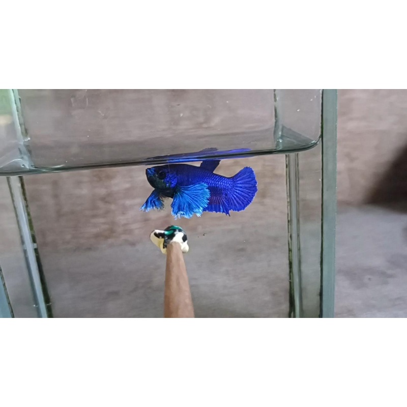Blue Dumbo Female ( Blue Ear )