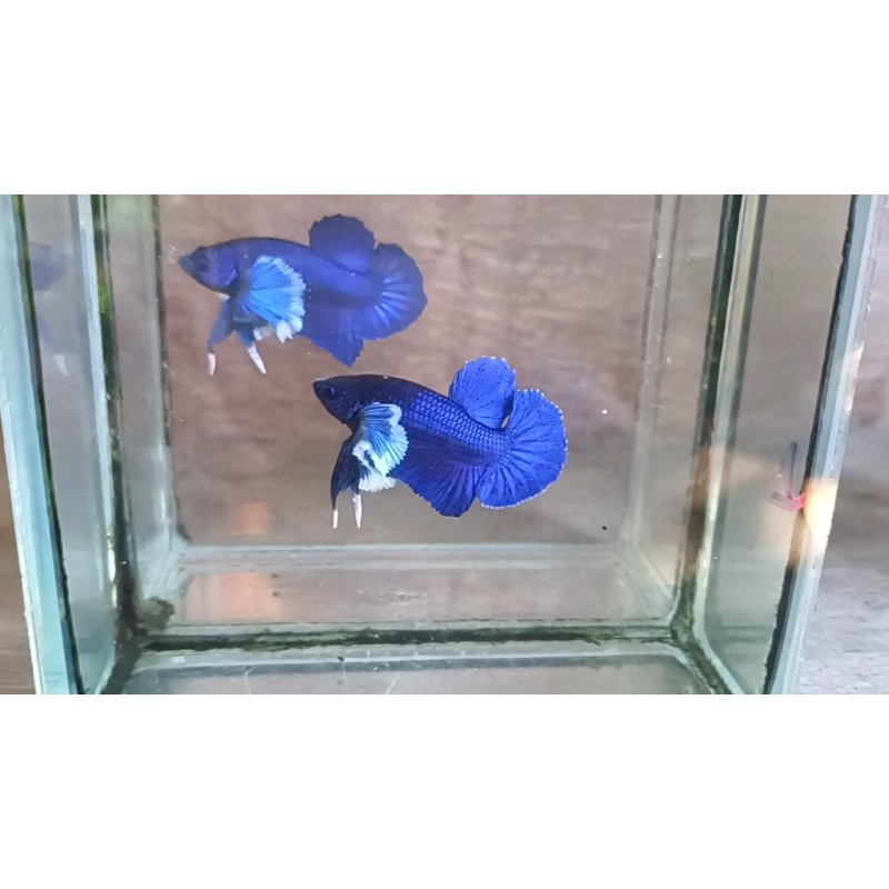 Blue Dumbo male 2 ( Blue Ear )