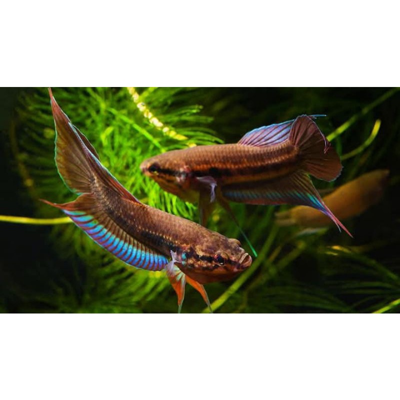 protect from extinction wild betta dimidiata pair