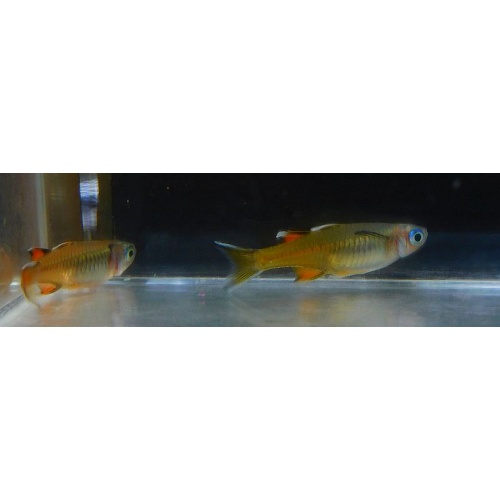 2 pair signifer rainbows