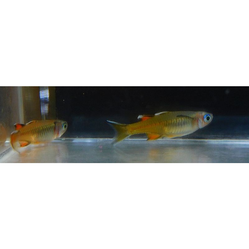 2 pair signifer rainbows
