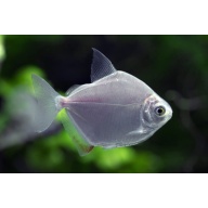 5 silver dollar tetras