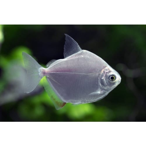5 silver dollar tetras