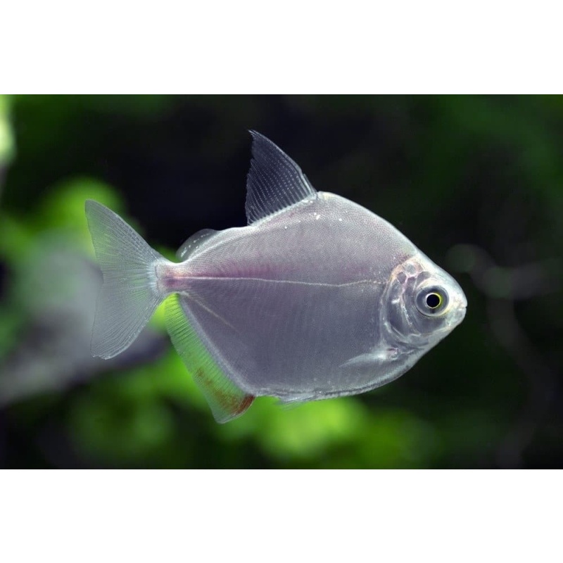 5 silver dollar tetras