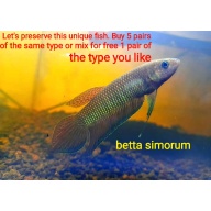 protect from extinction wild betta simorum pair