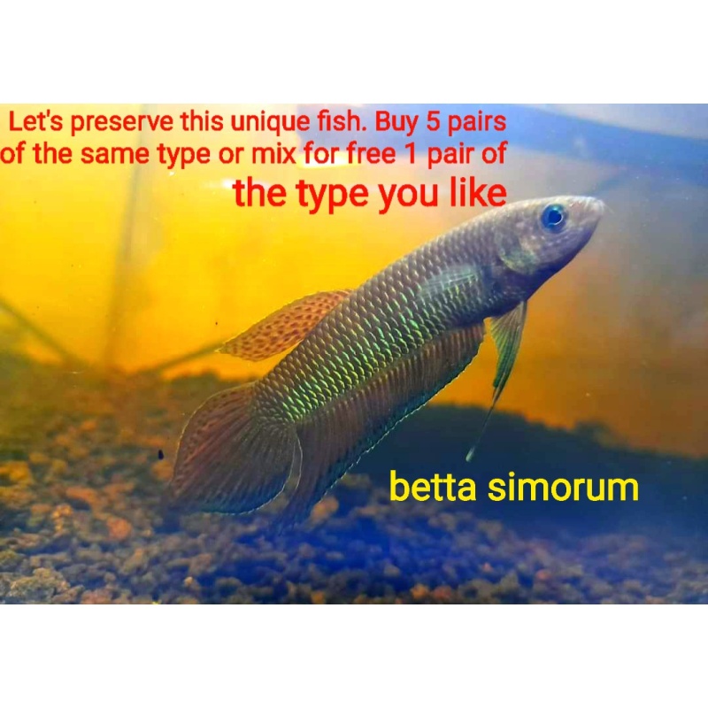 protect from extinction wild betta simorum pair