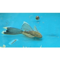 Longfin Green Dragon Bristlenose plecos  5 + 1