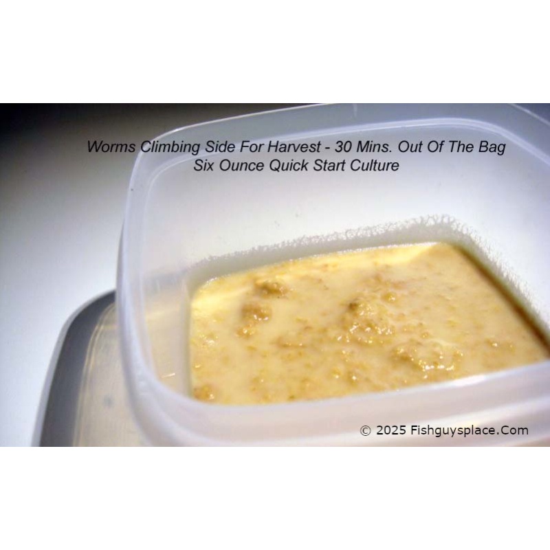 Six Ounce Quick-Start Micro Worm Culture + Pipettes + Yeast + Thorough Illustrated Instructions + Free USPS Ground Advantage Shipping