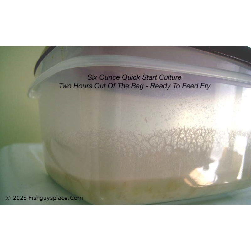 Six Ounce Quick-Start Micro Worm Culture + Pipettes + Yeast + Thorough Illustrated Instructions + Free USPS Ground Advantage Shipping
