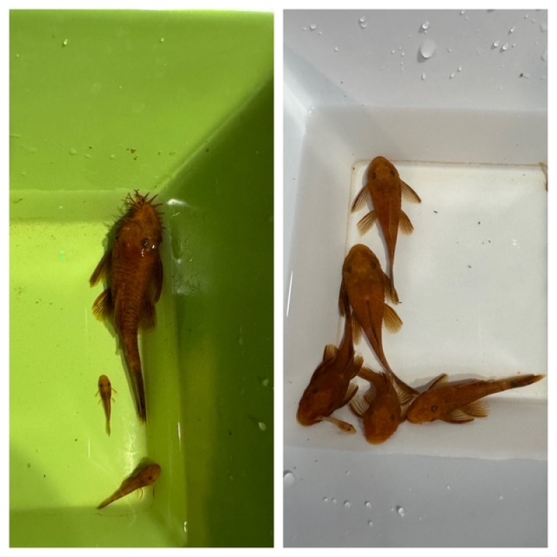 6 Super Red Plecos German Strain Short fin