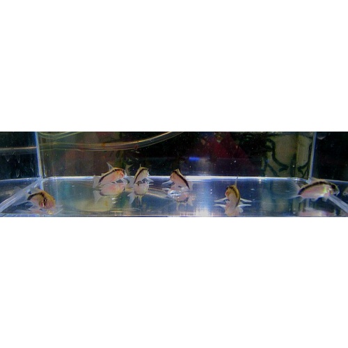 4 wild skunk corys