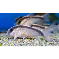 4 wild skunk corys