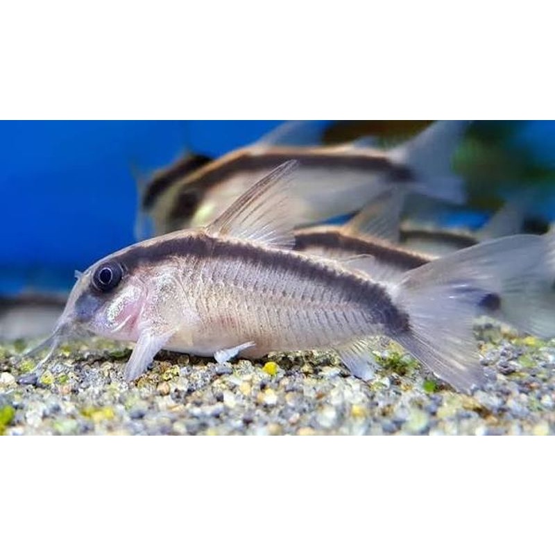 4 wild skunk corys